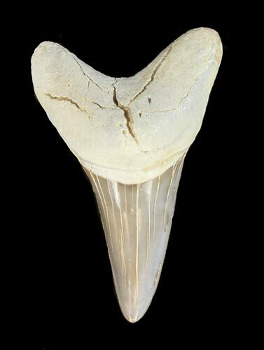 Nice Cretoxyrhina Shark Tooth - Kansas #42951